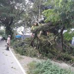 Instruksi Bupati, Petugas PU, BPBD dan DLH Gerak Cepat Bersihkan Pohon Tumbang 5a3634f9ee3ae6f2c9e653615d072b437581a80be746e19163af23dc49029a75.0