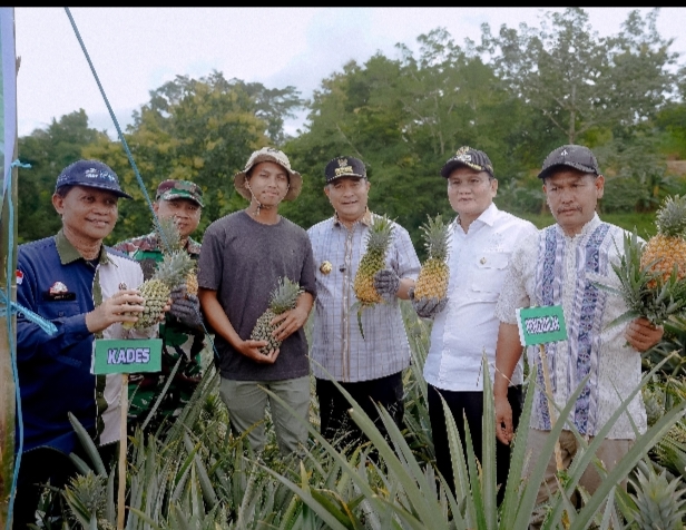 Pj Gubernur Bersama Bupati dan Forkopimda, Melakukan Penanaman Nenas dan Melakukan Panen