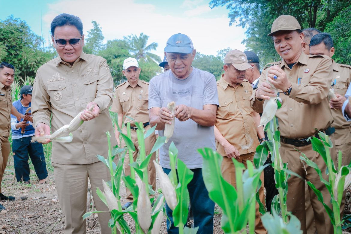 Bupati Barru  Melakukan Panen Jagung Perdana di Desa Balusu