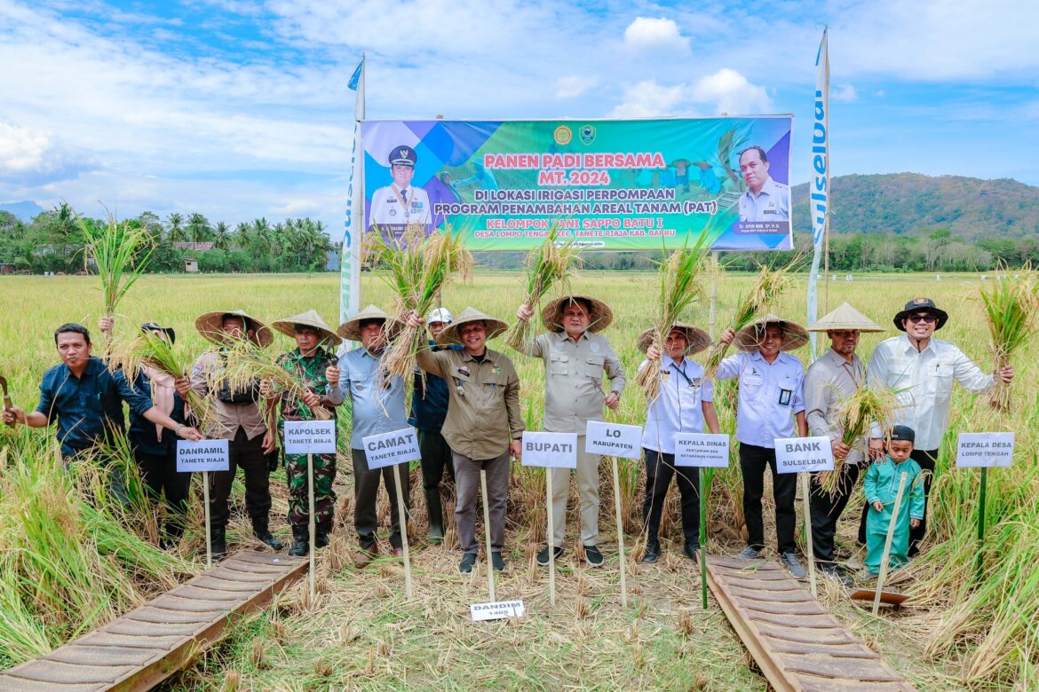 Suardi Saleh Panen Padi Bersama di Desa Lompo Tengah