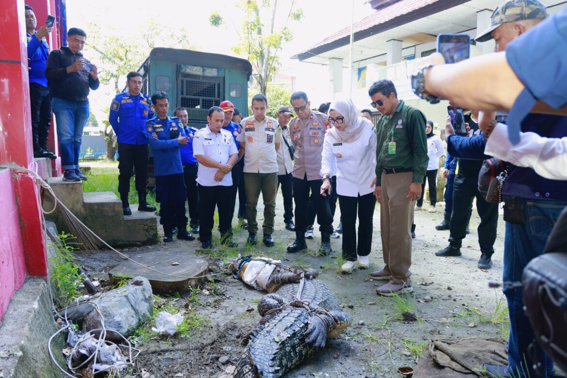 Bupati Barru Serahkan Buaya 4 Meter ke KSDA Sulsel, Warga Akhirnya Bisa Tenang