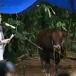 Warga Jempulu Terima Sapi Kurban Presiden Prabowo, Diserahkan Langsung oleh Bupati Barru 09cfff888f965d8d31f0783ce8633657d15e305e7335cef6f6470d9dd4dbff21.0