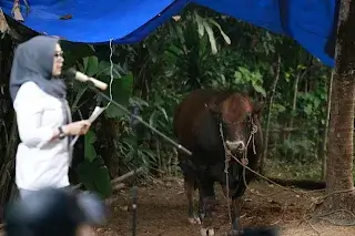 Warga Jempulu Terima Sapi Kurban Presiden Prabowo, Diserahkan Langsung oleh Bupati Barru